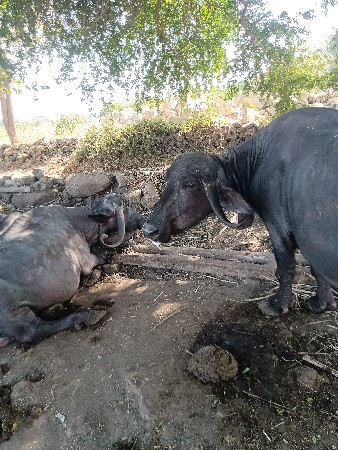 ભેંસ વેચવાની છે