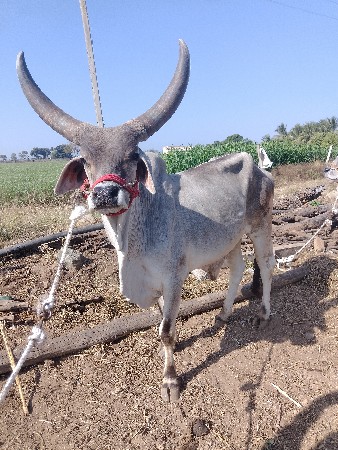 थंबनेल 2