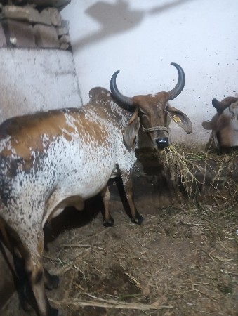 કાબરી ગાય