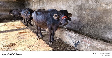 थंबनेल 3