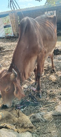 થંબનેલ 3