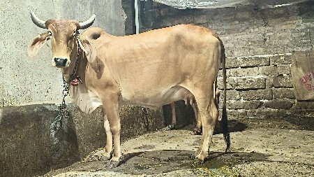 માકડી દેસી હોડકી વેચવાની છે