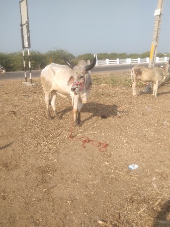 थंबनेल 3