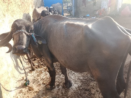 थंबनेल 2