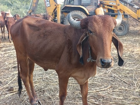 थंबनेल 3