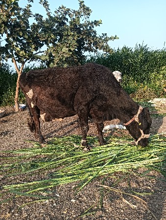 વેચવા ની સે