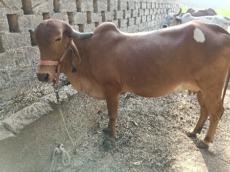 હોડકી વેચવા ની છે ૮ મહિના