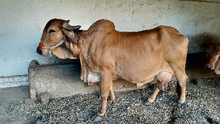 વેચવાની છે