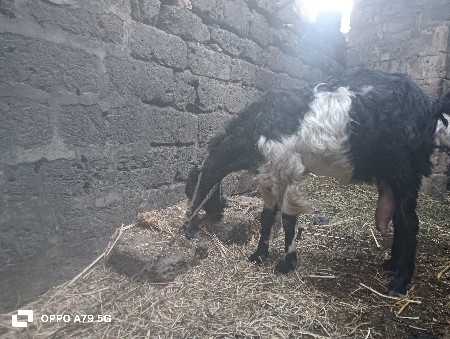 थंबनेल 2