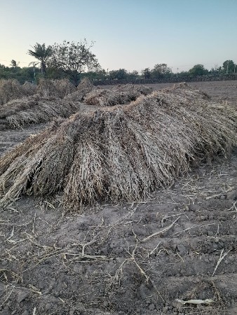 નિરણ/જુવાર ના પુરા