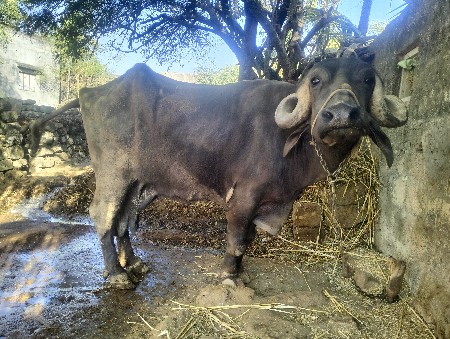 ભેંસ વેચવાની છે