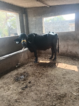 थंबनेल 5