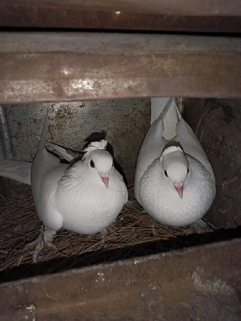 थंबनेल 3