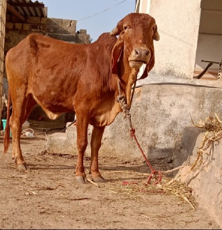 थंबनेल 2