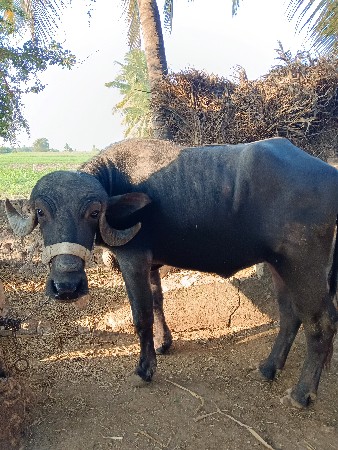 थंबनेल 2