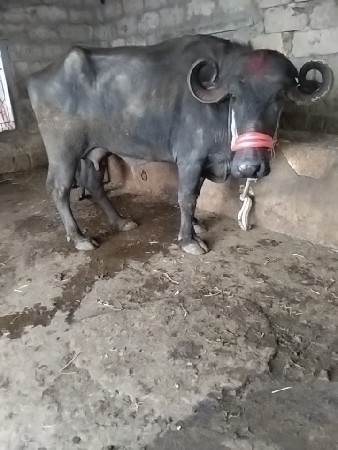 थंबनेल 3