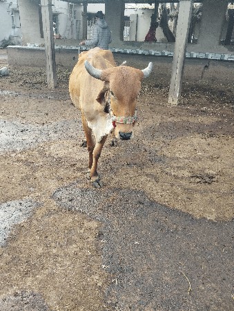 ઞાય વેચવાની છે