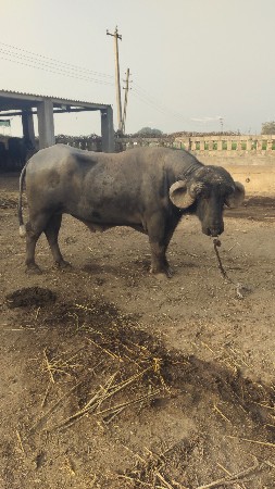 પાડો વેચવાનો છે