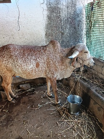 थंबनेल 3