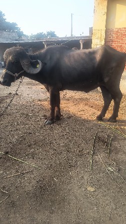 थंबनेल 2