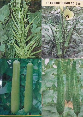 શાકભાજી માટેના હાઇબ્રીડ બીયારણ