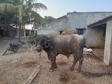 પાડૉ વૅચવાનૉ સૅ