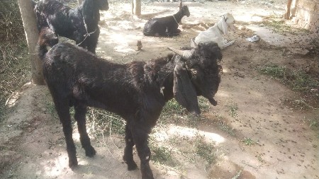 વેચવાના છે