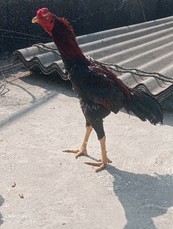 थंबनेल 2