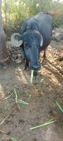 ભેંસ વેચવાની છે