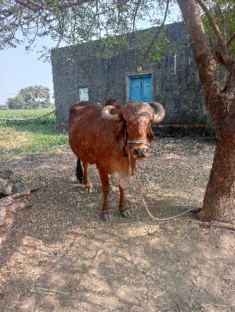 थंबनेल 2