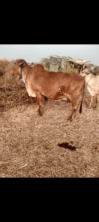 थंबनेल 2