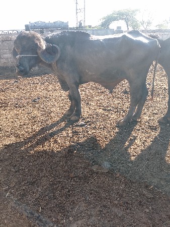 थंबनेल 3