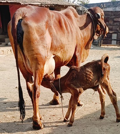 5 ગાય વેચવાની સે