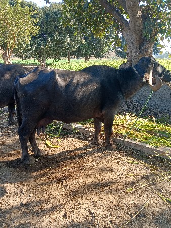 थंबनेल 2