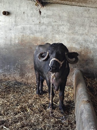 khadelu vechavanu che