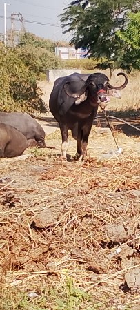 ભેંસ વેચવાની છે નંબર 7990503931