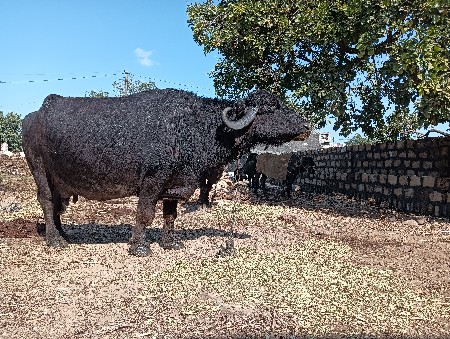 થંબનેલ 2