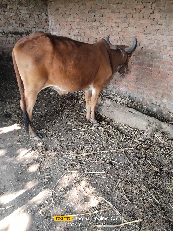 થંબનેલ 3