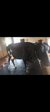 બીજું વેતર