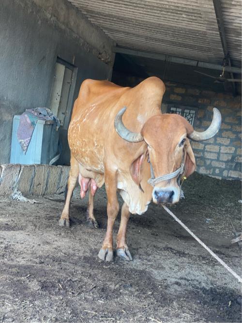 ગાય વેચવાની છે