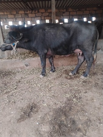 મહીનાનીવીયાણેલછે