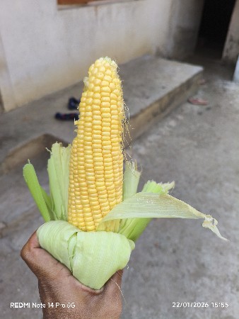 મકાઈ નો ચારો વેચવા નો છે