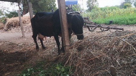 ગાય  વેચવાની  છે
