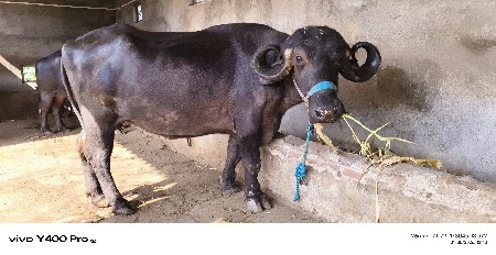 ખડેલુ વેચવાનું છે