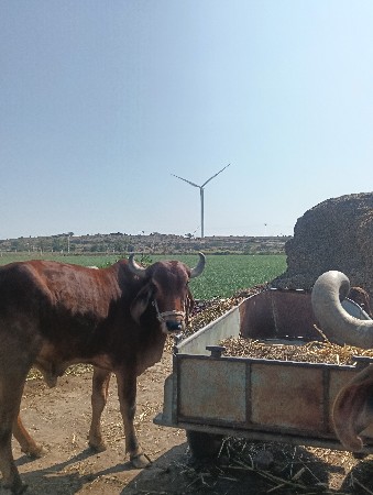 બળદ વેશવાના છે