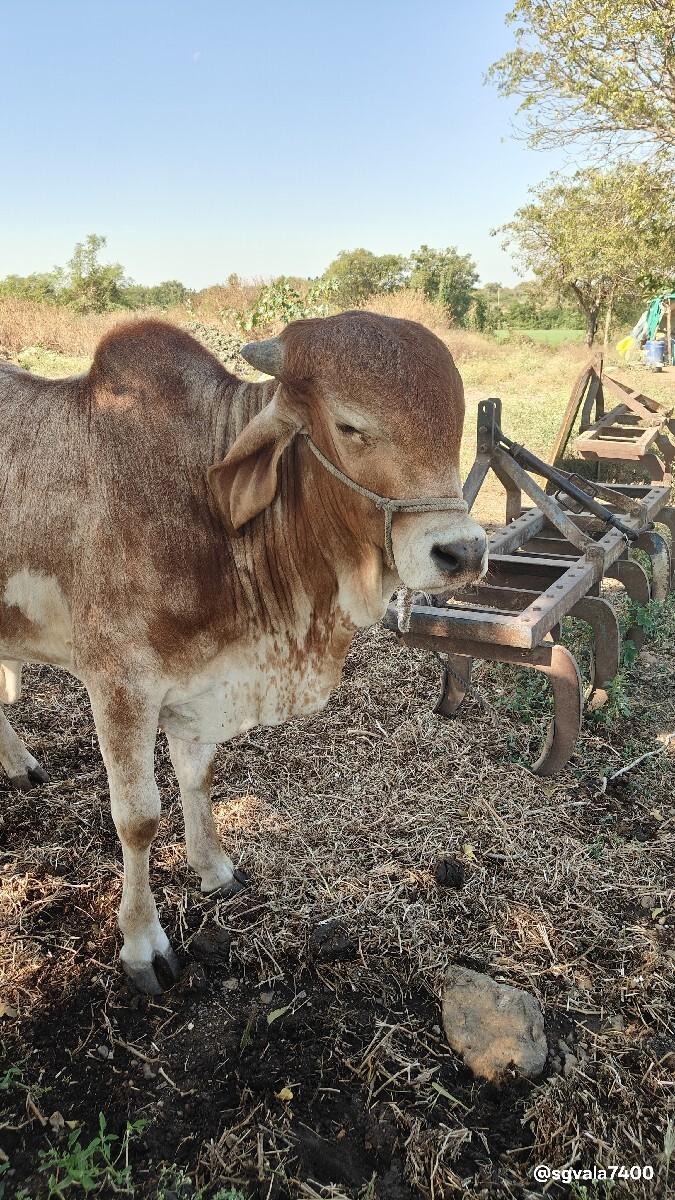 વેચ વાનો છે