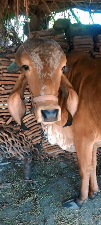 ગીર વાસડી વેસવા ની સે