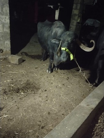 વેચવા ની છે