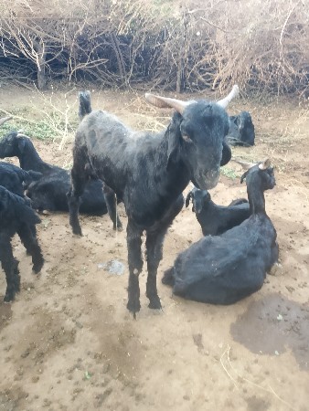 थंबनेल 2