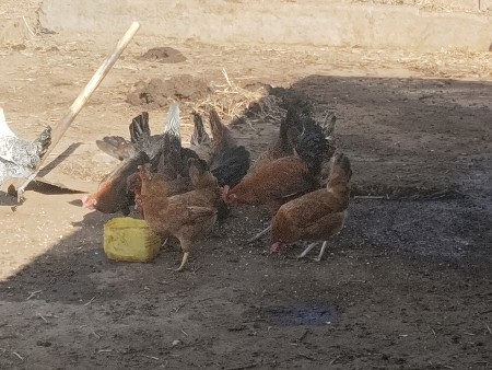 थंबनेल 3